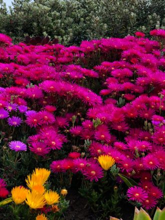 Colorful Trailing Ice Plant for Gardens