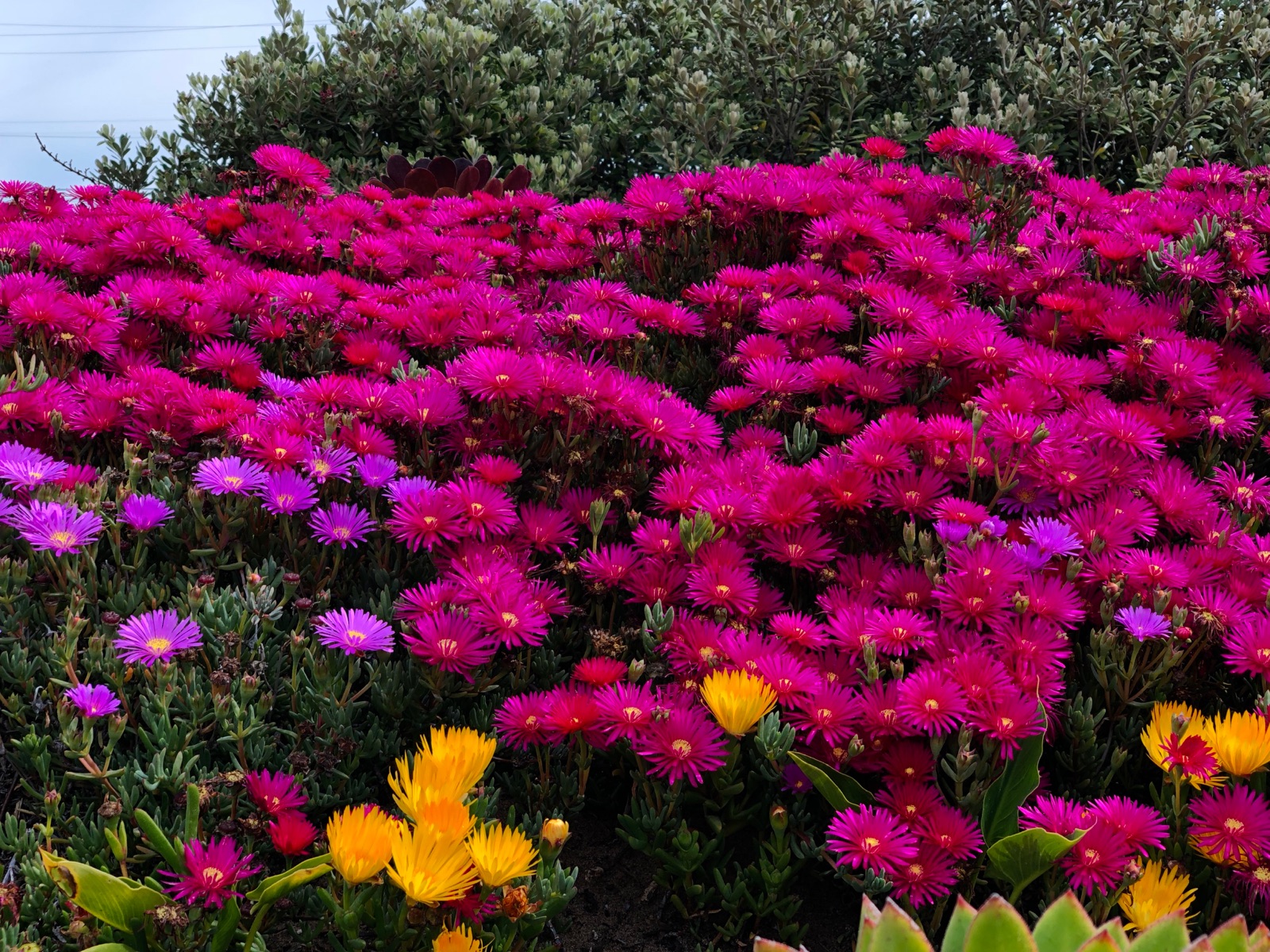 Colorful Trailing Ice Plant for Gardens
